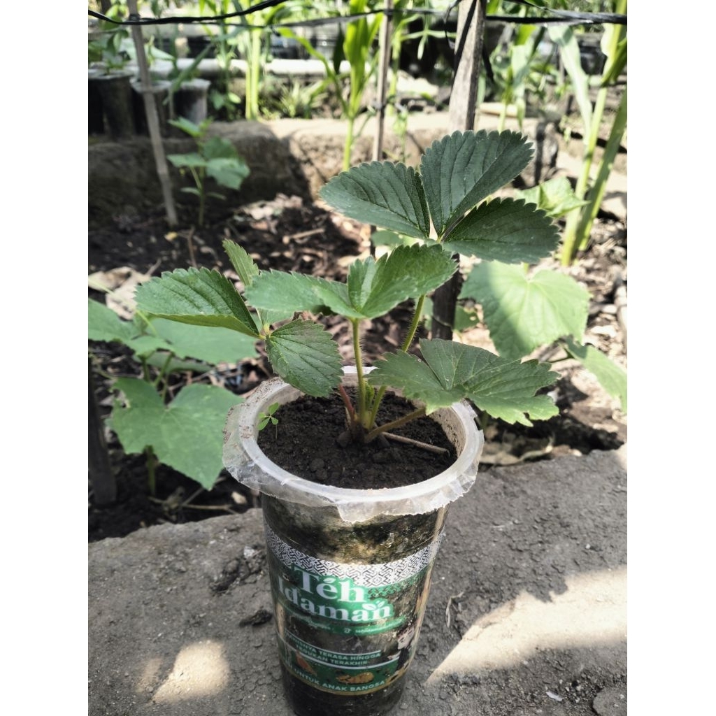 BIBIT STRAWBERRY/BIBIT STROBERI/TANAMAN STROBERI