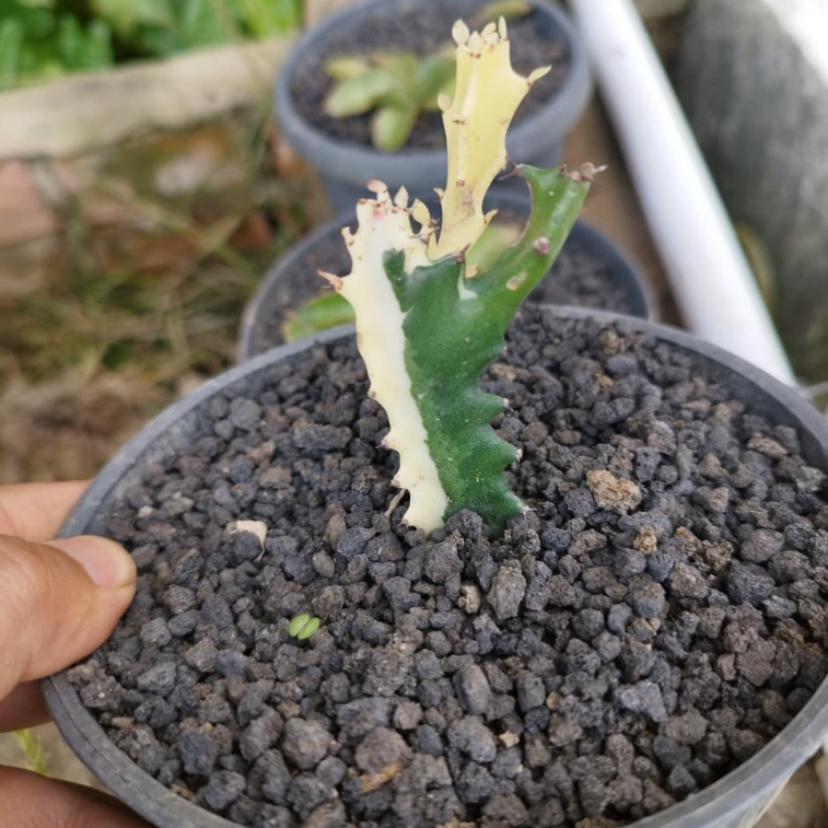 Kaktus Euphorbia Lactea White Ghost