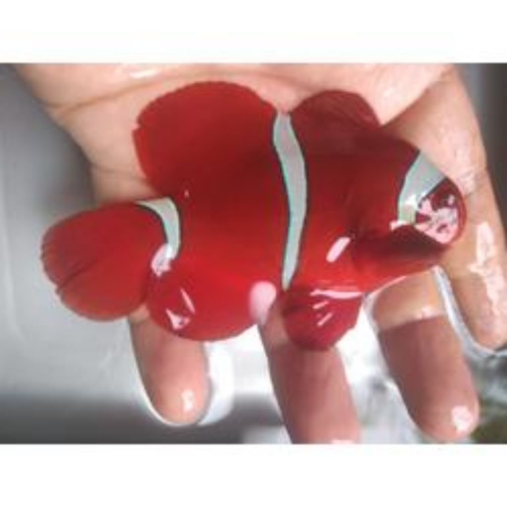 IKAN BALONG MERAH HIASAN AKUARIUM AIR LAUT