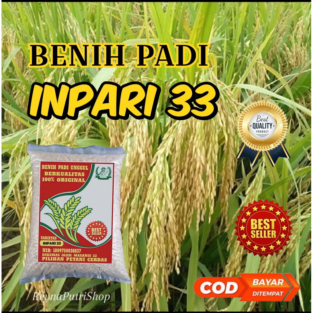 (5kg) Benih padi inpari 33 bibit pilihan petani