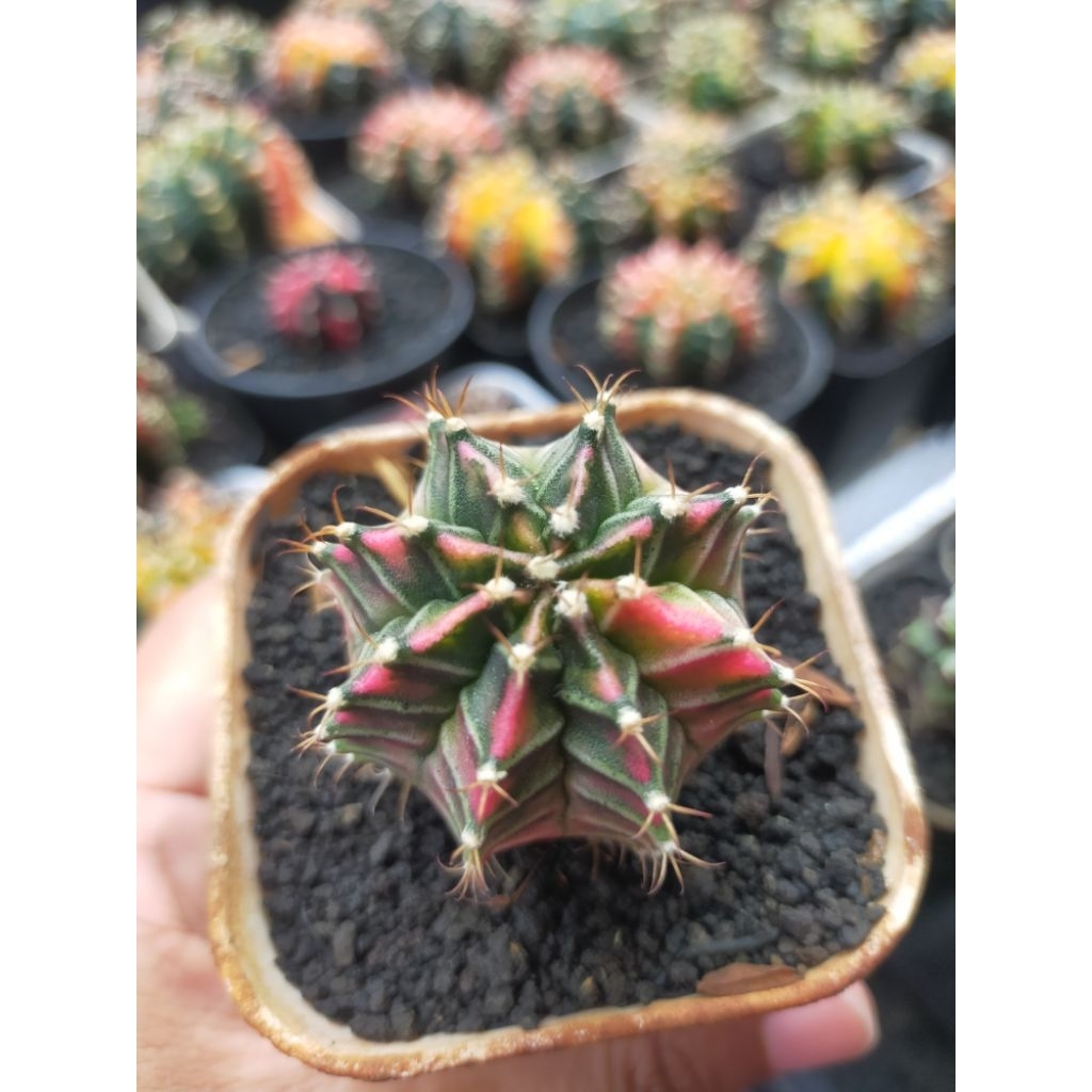 Gymno Miha Starfire Cakep