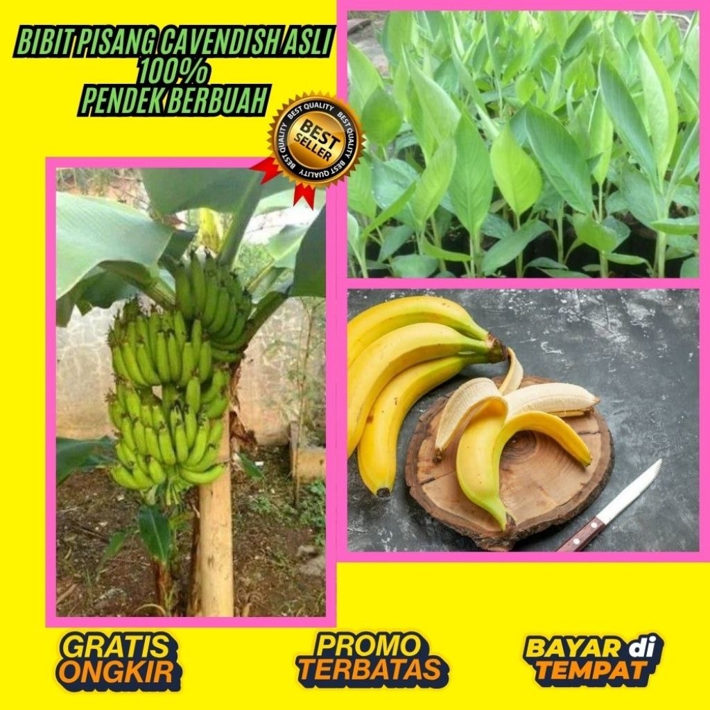100% ASLI  Benih Pisang Cavendish  Benih Pisang Cavendish Asli  Benih Pisang Cavendish Berbuah