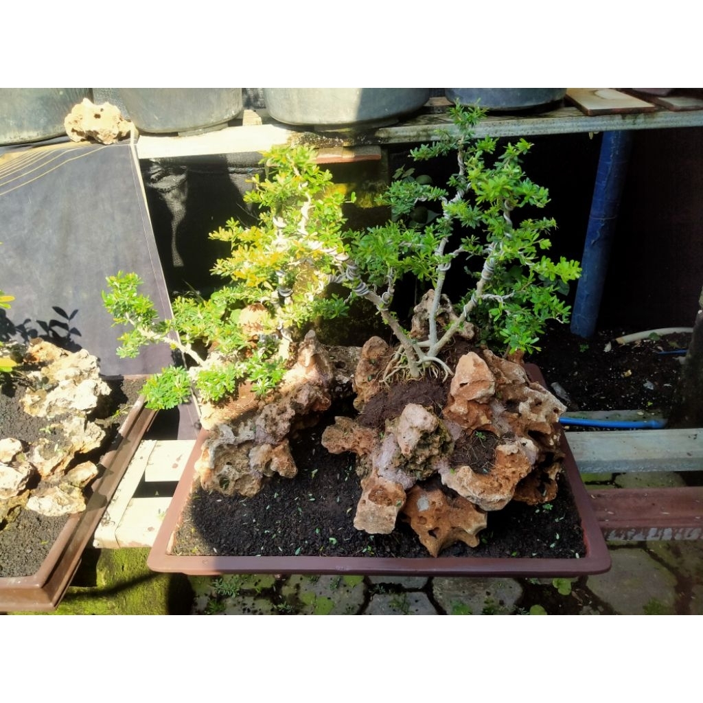 bonsai Saeng simbur penjing grupping