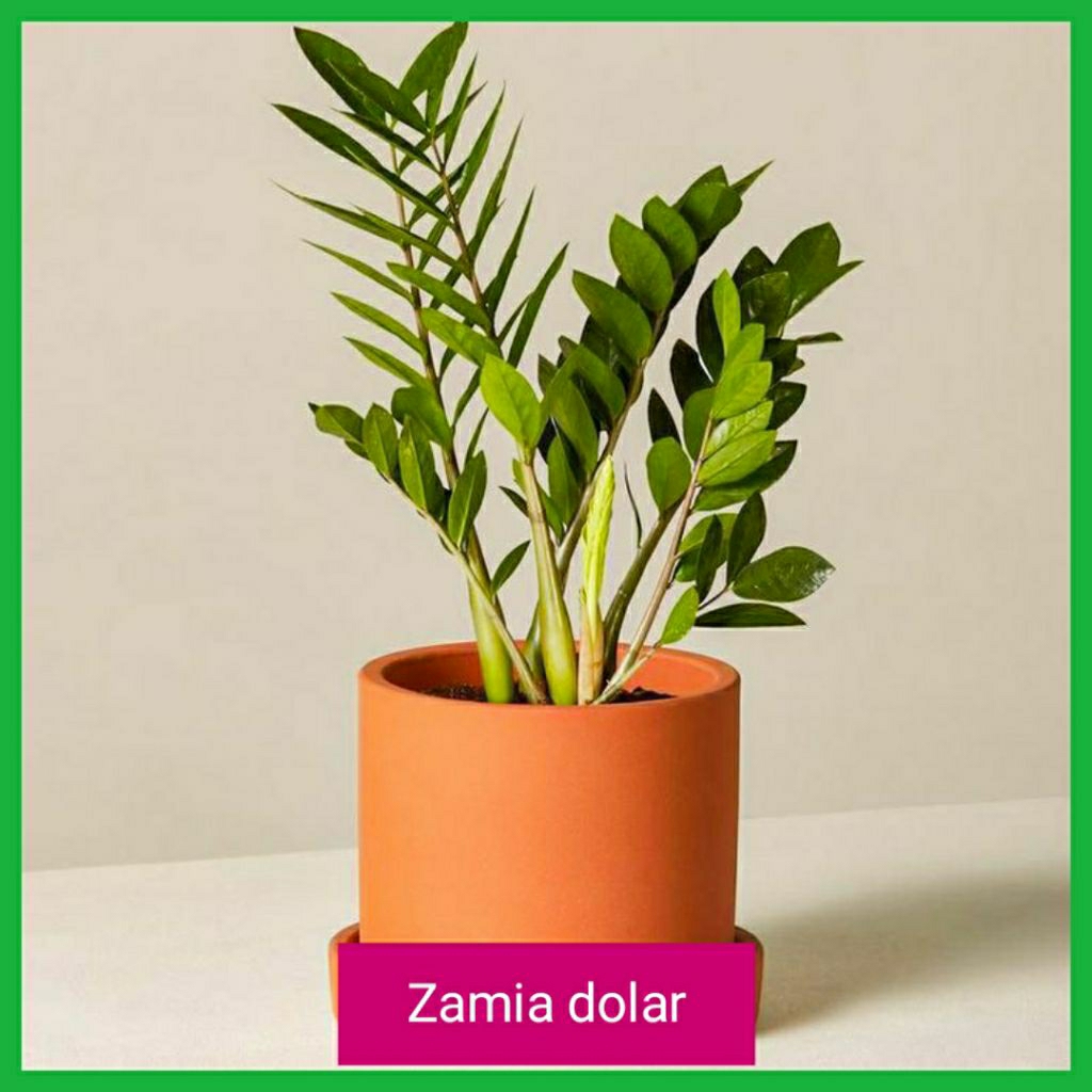 Tanaman Hias Dolar Zamia - Zamia Dolar