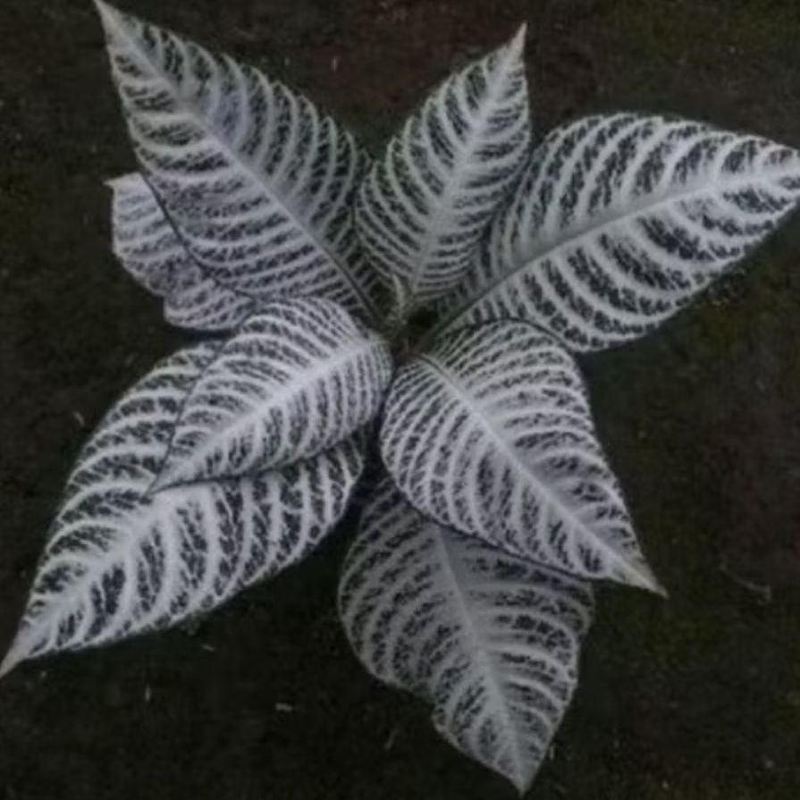 Tanaman Hias DAUN ZEBRA (Aphelandra Squarrosa) Tanaman indor