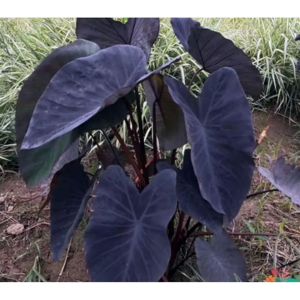 Tanaman Keladi Black magic / keladi black pearl keladi daun hitam