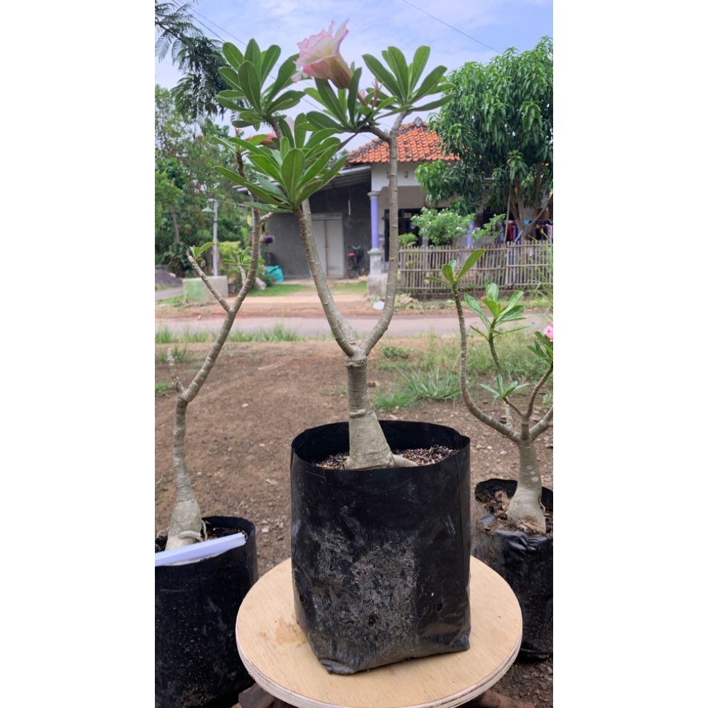 Adenium Kamboja Jepang ID Candik Ayu Tinggi ±60 cm – Bonggol Artistik Bunga Variegata Pink Putih Can