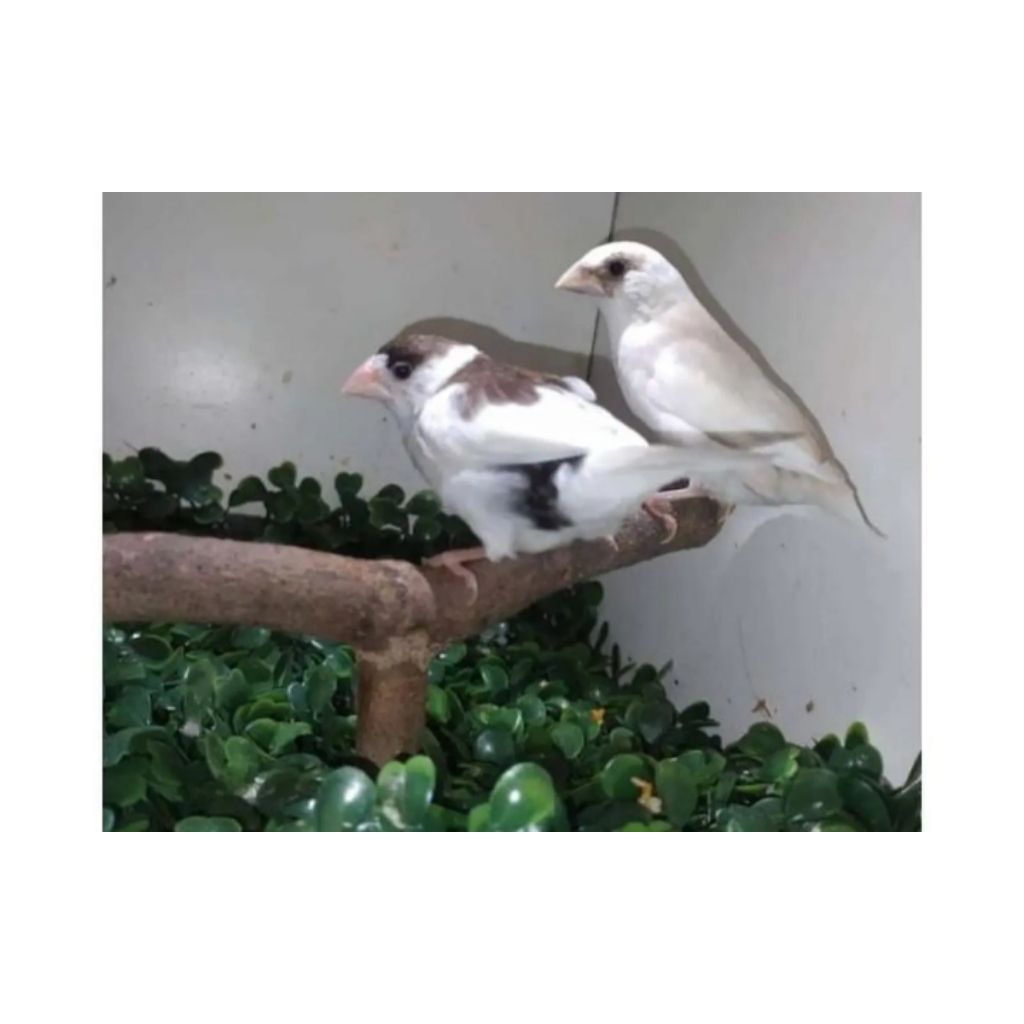 emje emprit jepang jantan warna panda