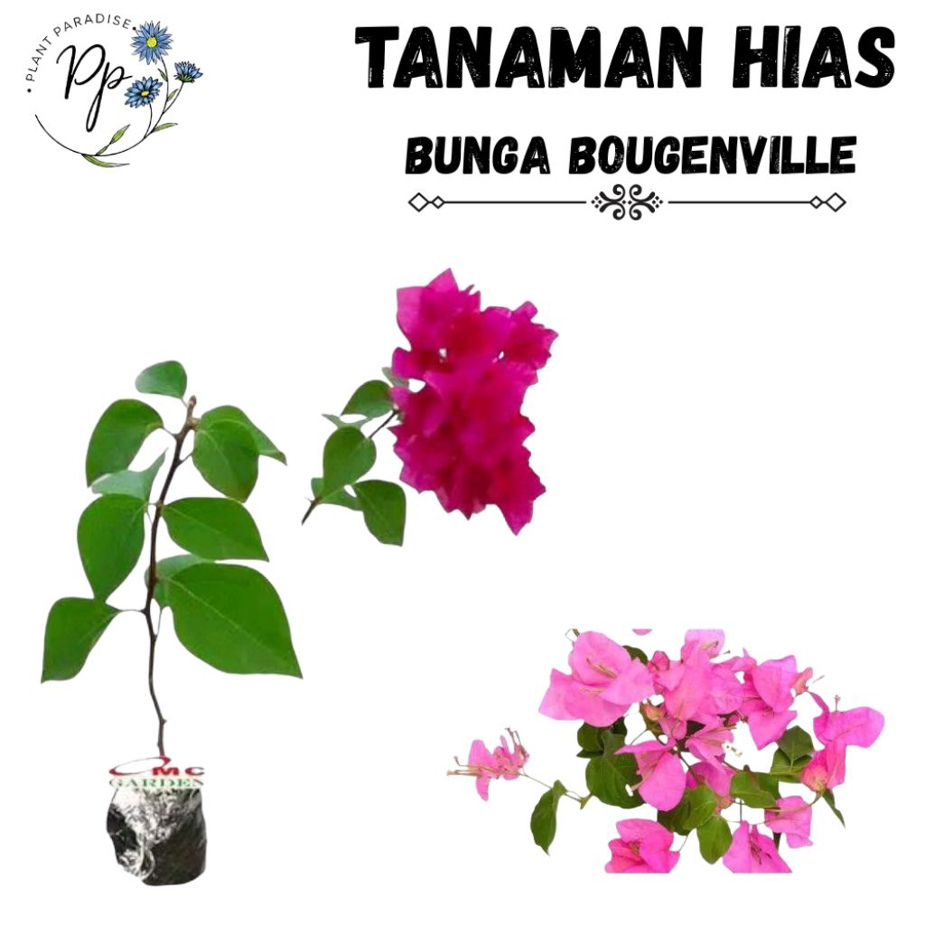 Tanaman Hias Bunga Bougenville Tanaman Hias Bunga Kertas Kembang Kertas Bibit Bunga Bougenville