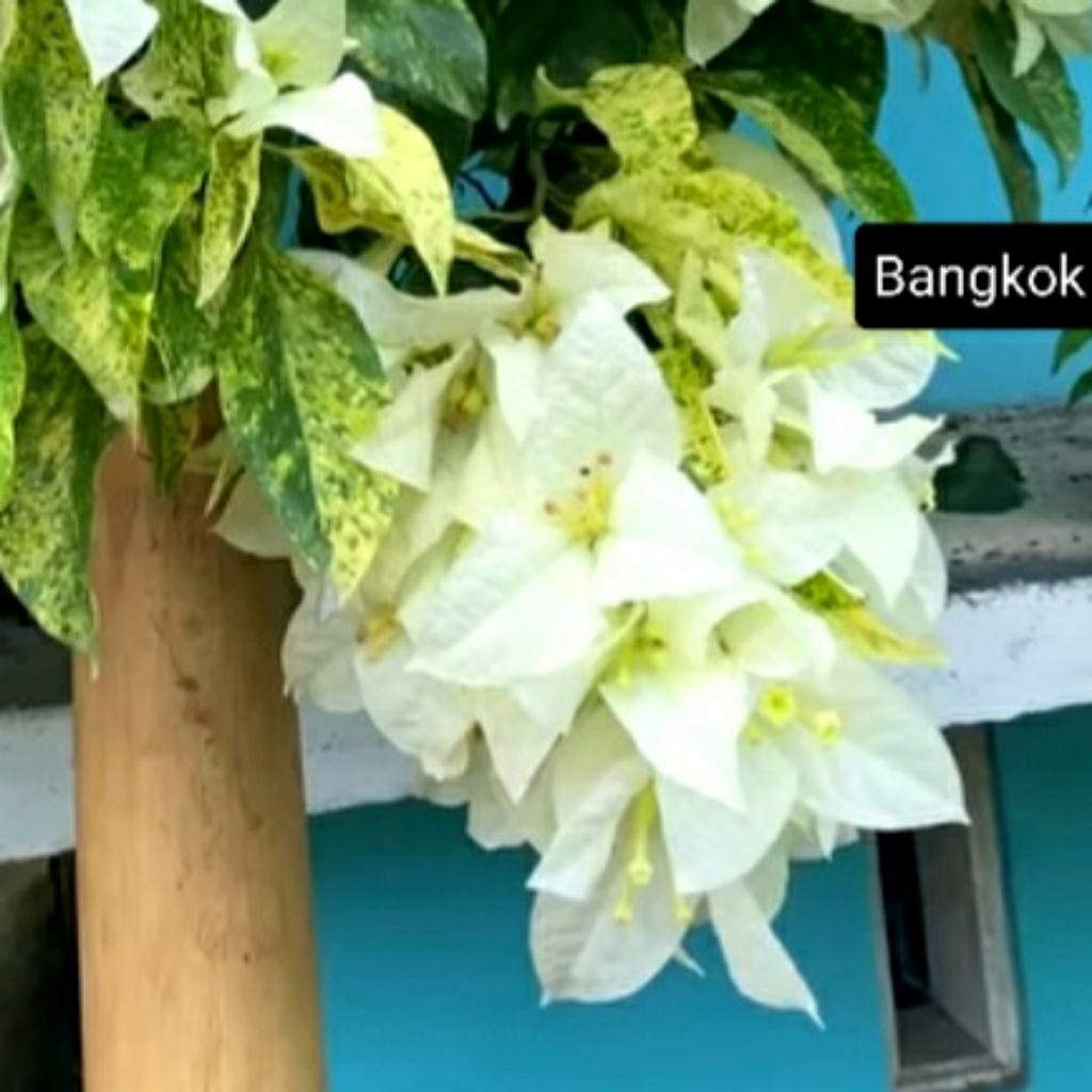 Bougenville Bangkok Varigata Putih