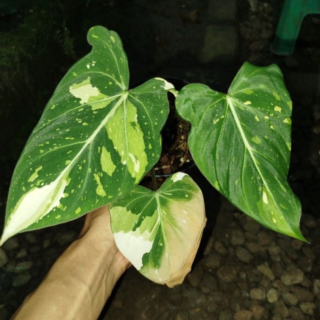 Tanaman Philodendron Gloriosum Variegata