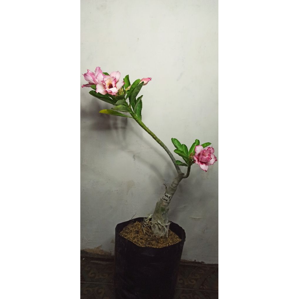 Adenium ID Pinky Love Sudah Berbunga - Bunga Tumpuk
