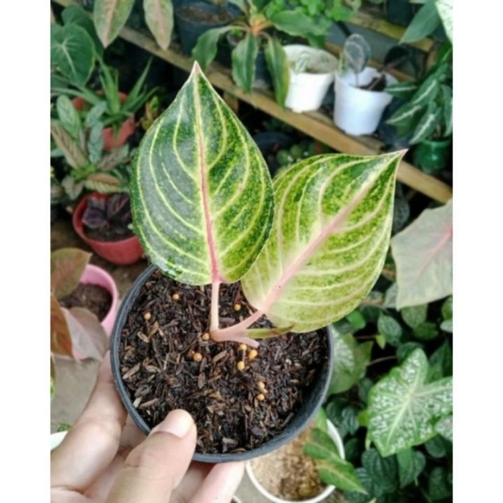 bibit anakan aglonema moonlight