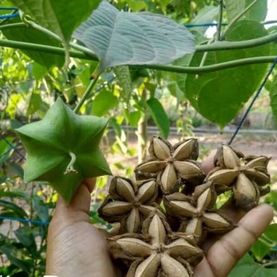 Bibit kacang sacha inchi merambat dan mudah berbuah tanaman kscang perennial