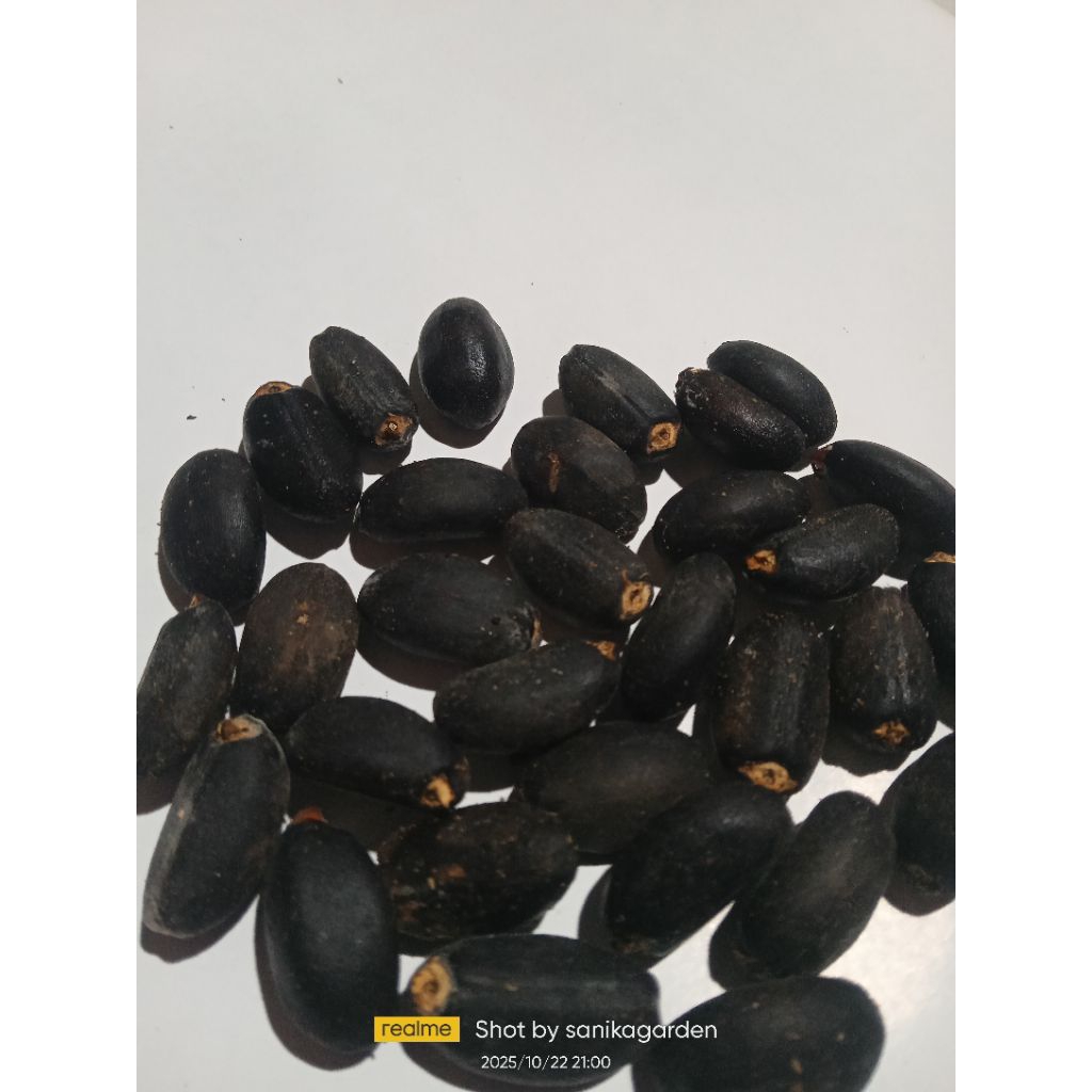 BENIH/BIJI JARAK PAGAR KERING 12 BIJI