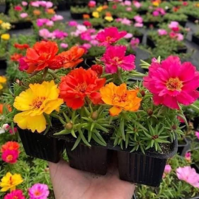 Paket Bunga Sutra Bombay Mossros Portulaca Krokot Kembang Warna Mix Random