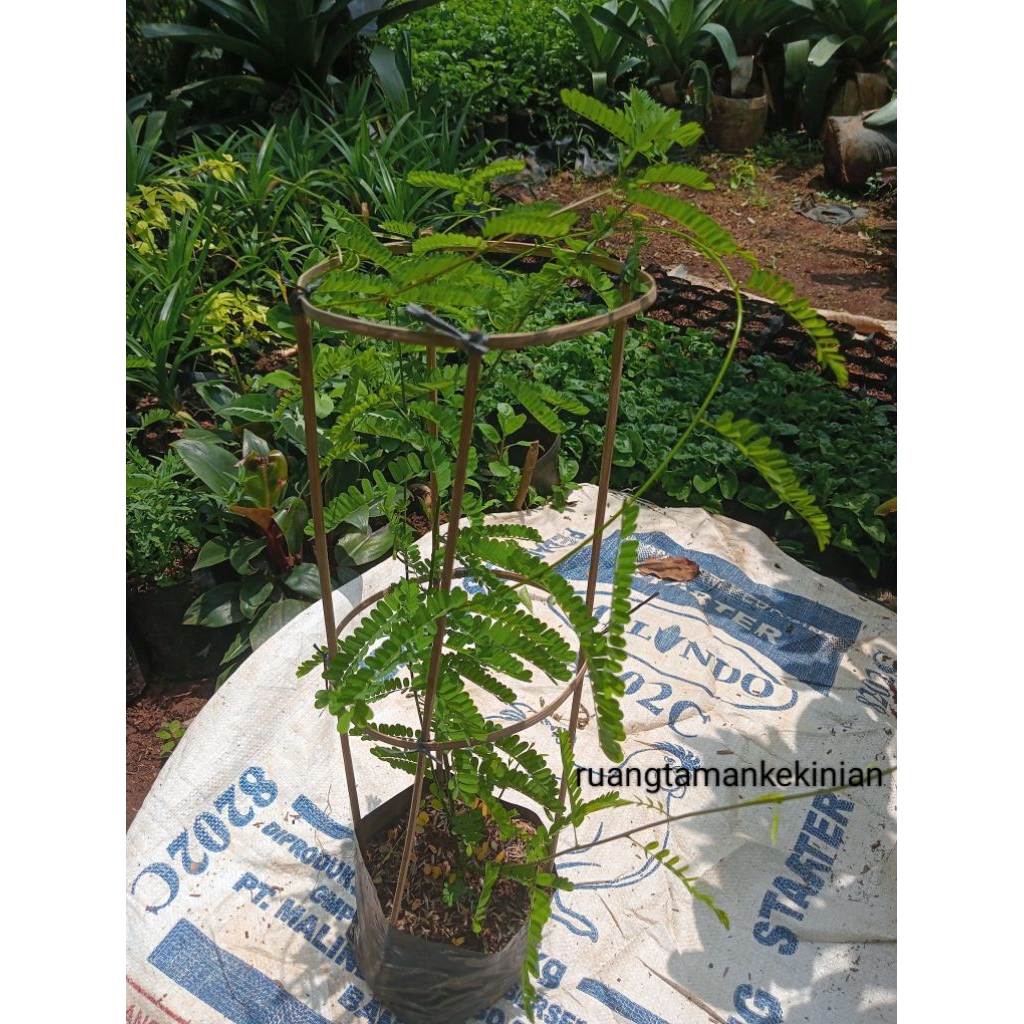 Tanaman Herbal Saga - Daun Saga - Saga Herbal
