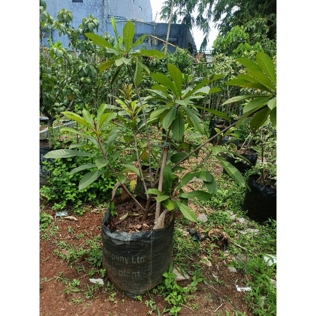 BIBIT MAMAY SAPOTE