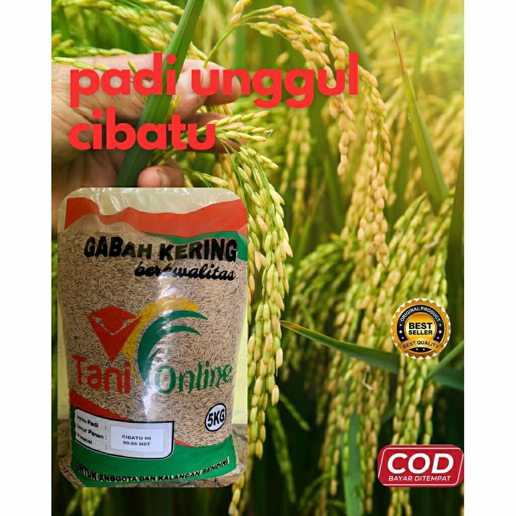 Benih Padi Unggul Cibatu Bibit Padi Ci Batu kemasan 5kg berkualitas