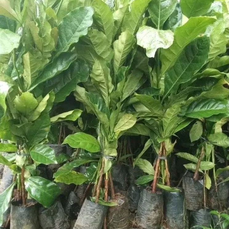 BIBIT KOPI ROBUSTA ATENG SUPER UNGGUL SIAP TANAM