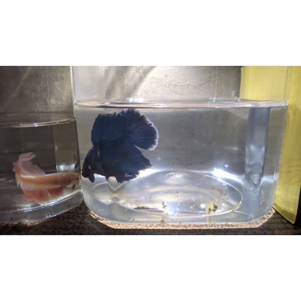 IkanCupang|HalfmoonRoyalBlue|WarnaCakep|FormTop|SiapKirim|