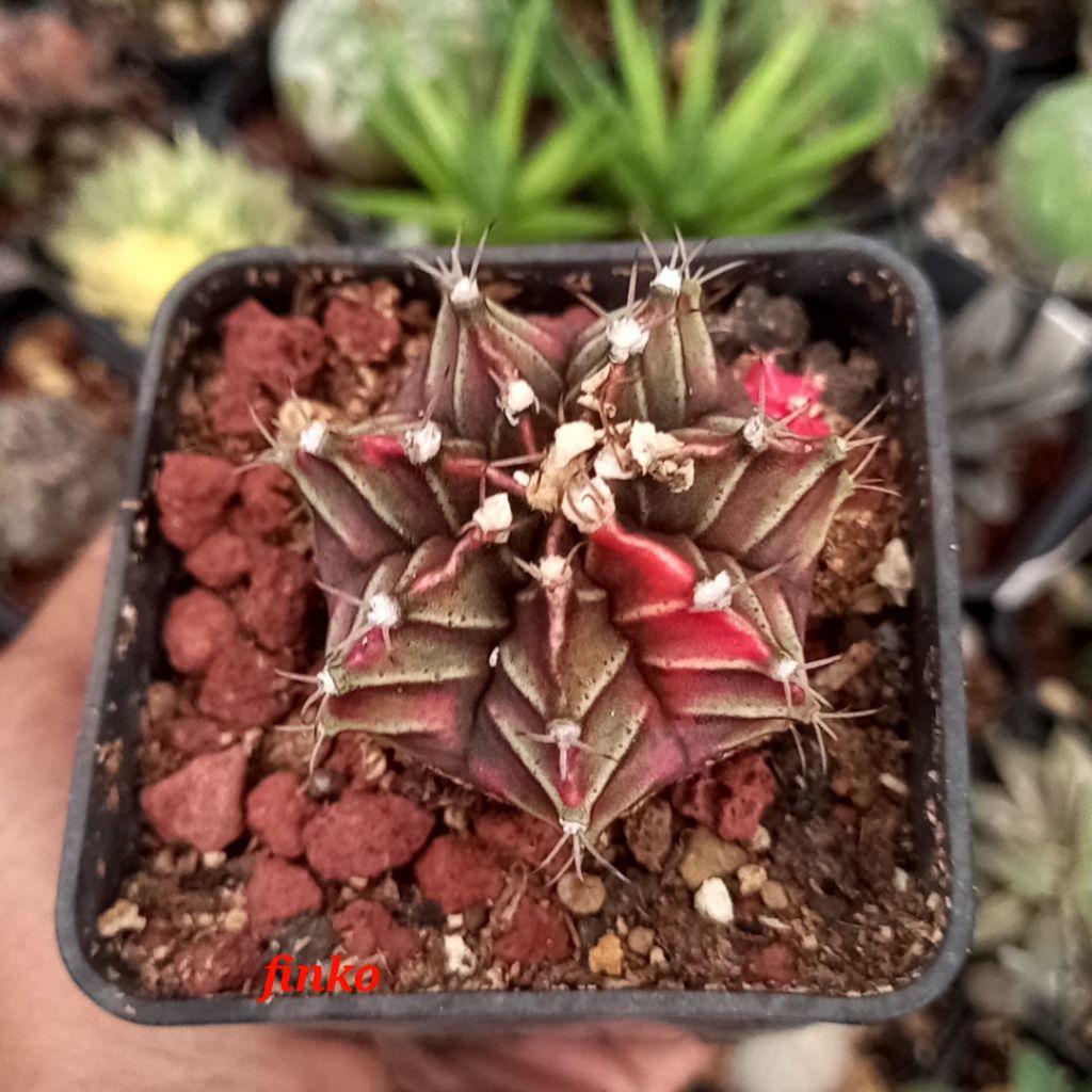 gymnocalycium mihanovichii hybrid 'super red'. ex Thai