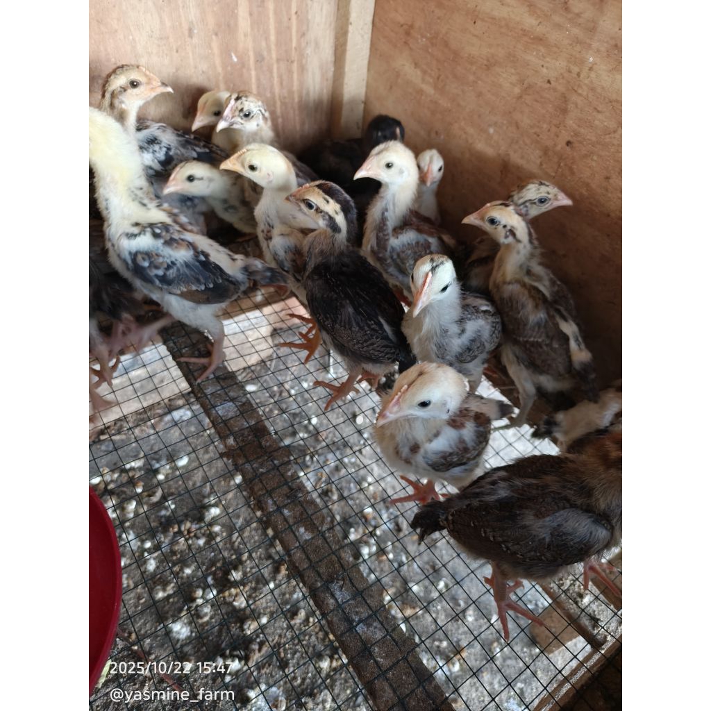 DOC/BIBIT AYAM KAMPUNG UNGGUL SUPER / KUB 2 kaki kuning (Sudah di vaksin) By PT INTAMA TAAT ANUGERAH