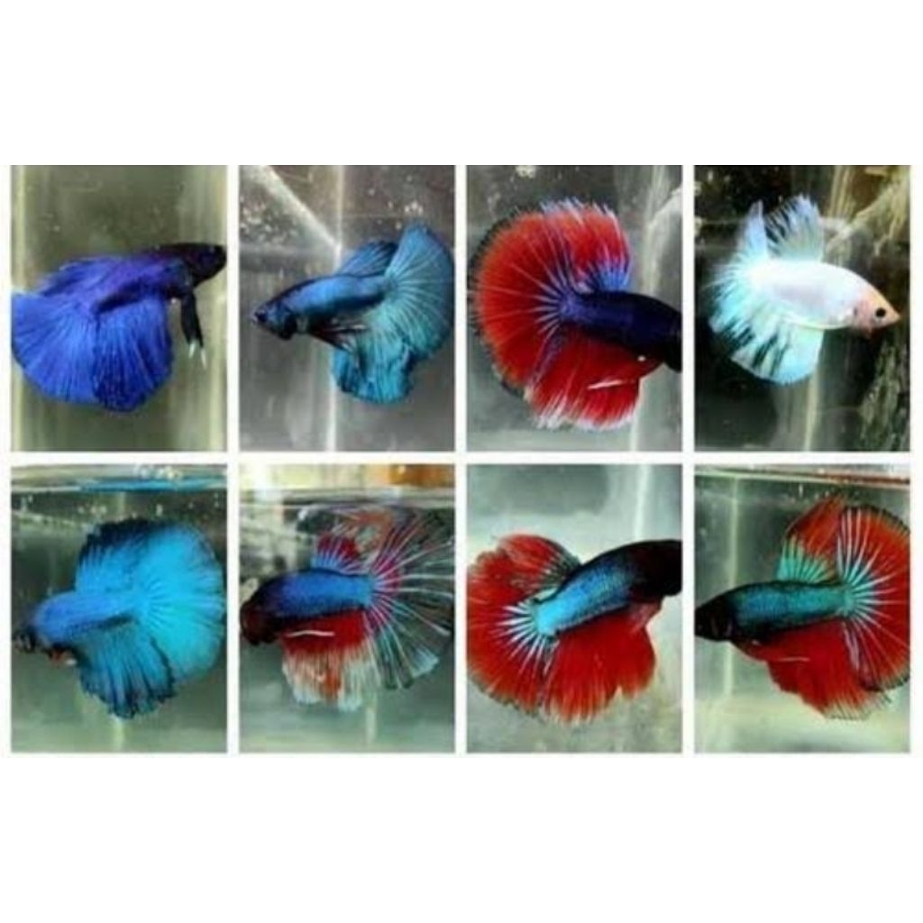 Mainan Ikan cupang Halfmoon Jantan warna Random