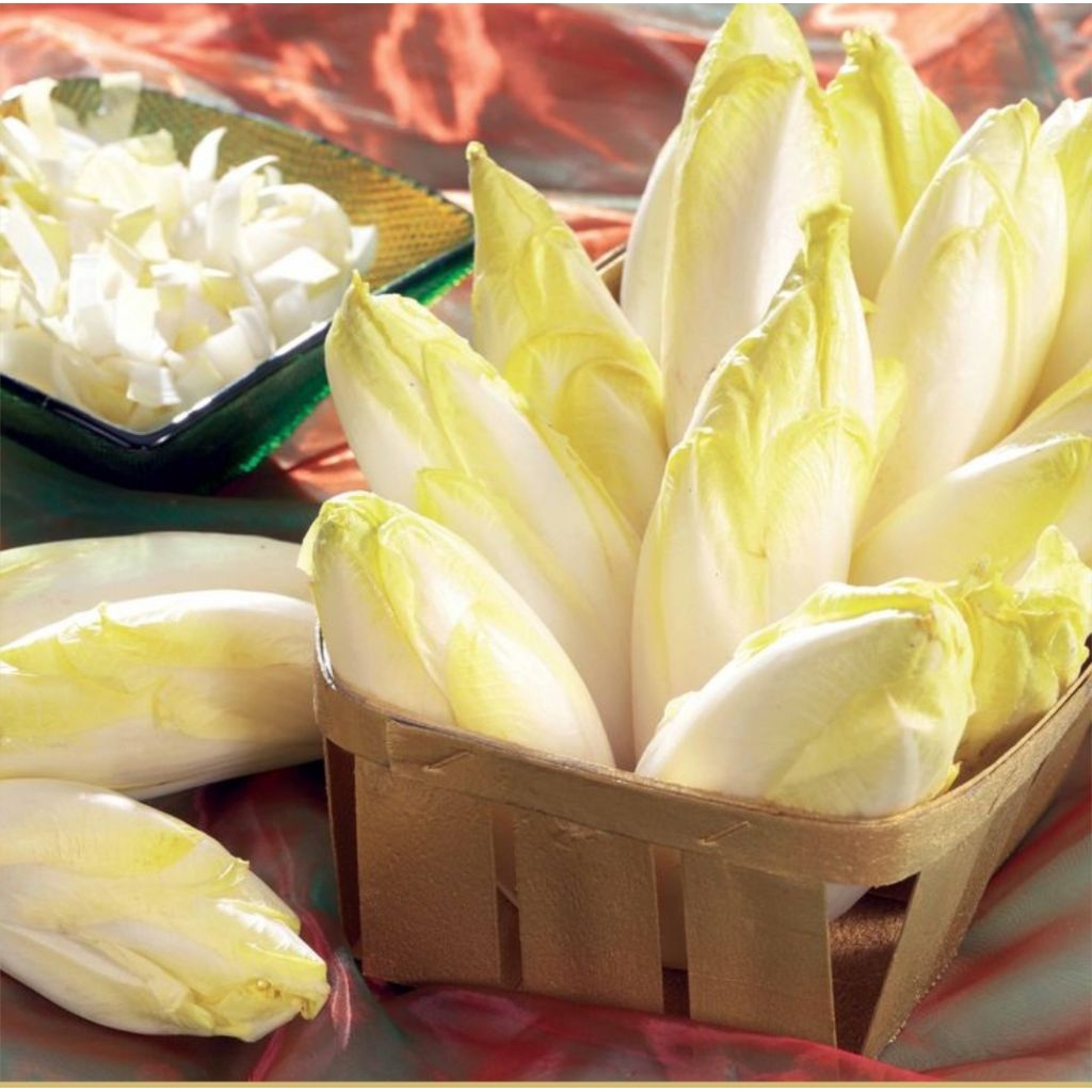 15 Benih Biji Witloof Belgian Endive