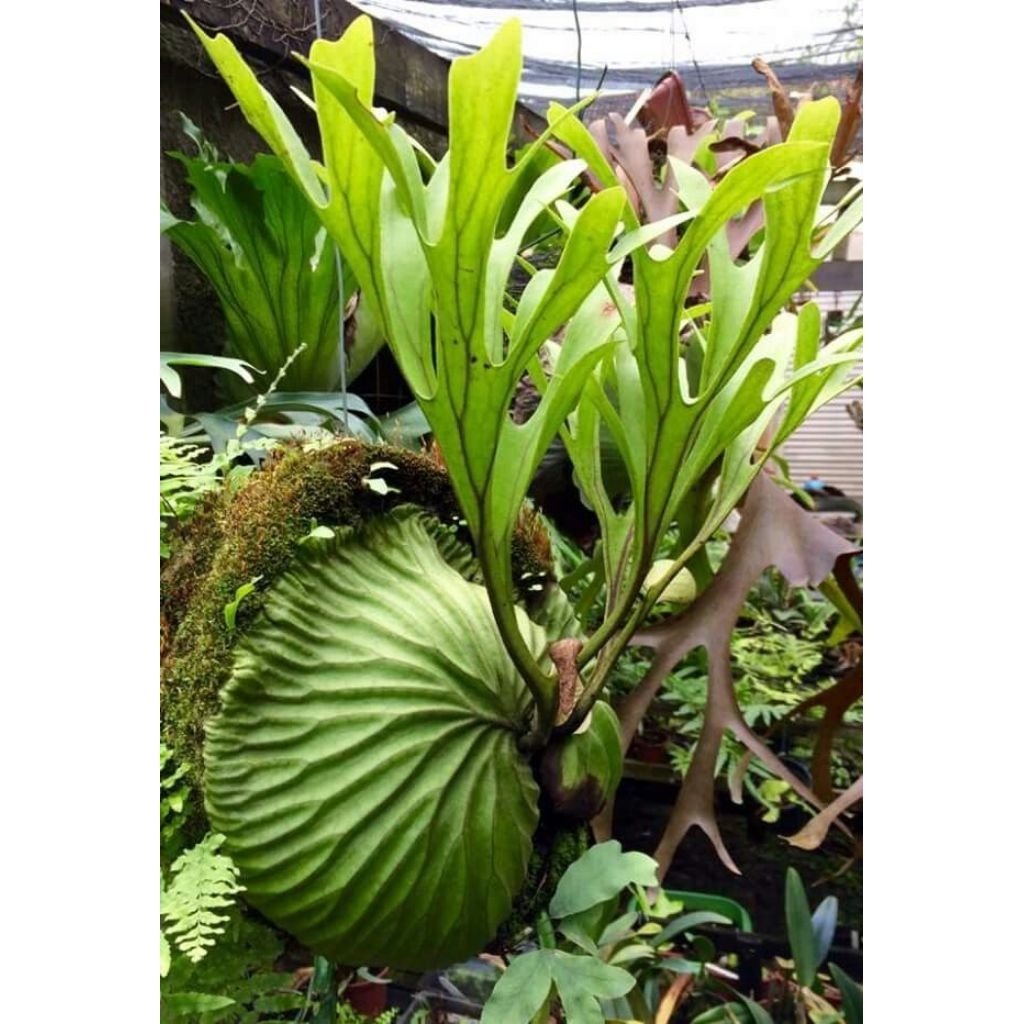 tanaman hias paku tanduk rusa Ridley ( platycerium ridleyi )