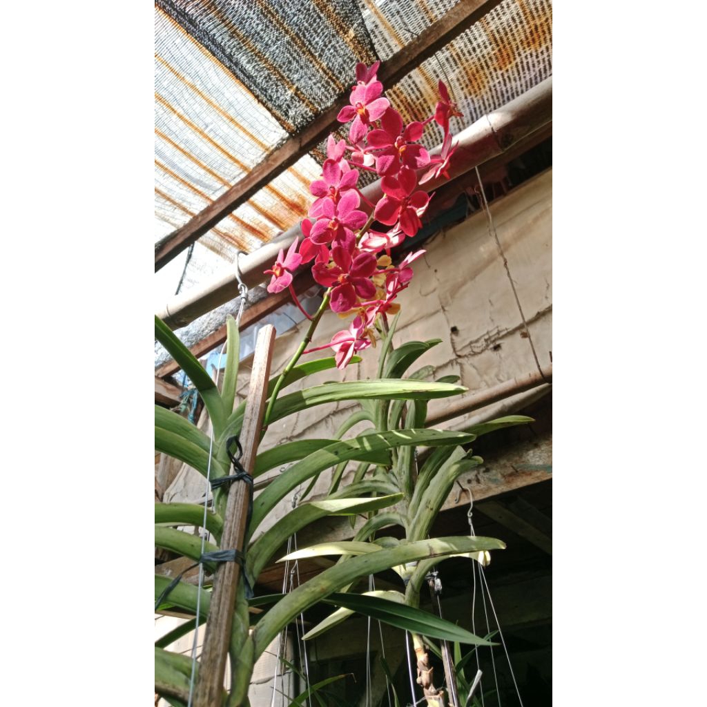 anggrek vanda mokara merah