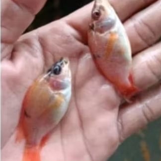 bibit nila merah bangkok size 4-5.bibit indukan bangkok jumbo.jminan hidup utk PONOROGO dan skitarny