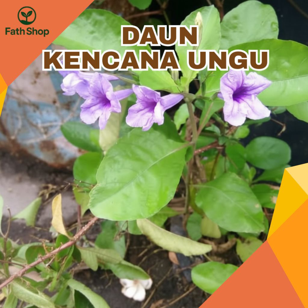 5 Batang Daun Kencana ungu Daun Pletekan Segar