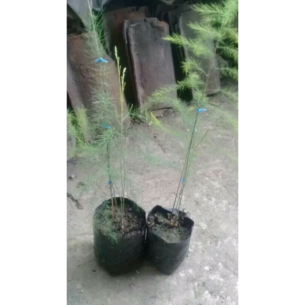 Bibit Asparagus sayur ,tanaman hidup,siap tanam