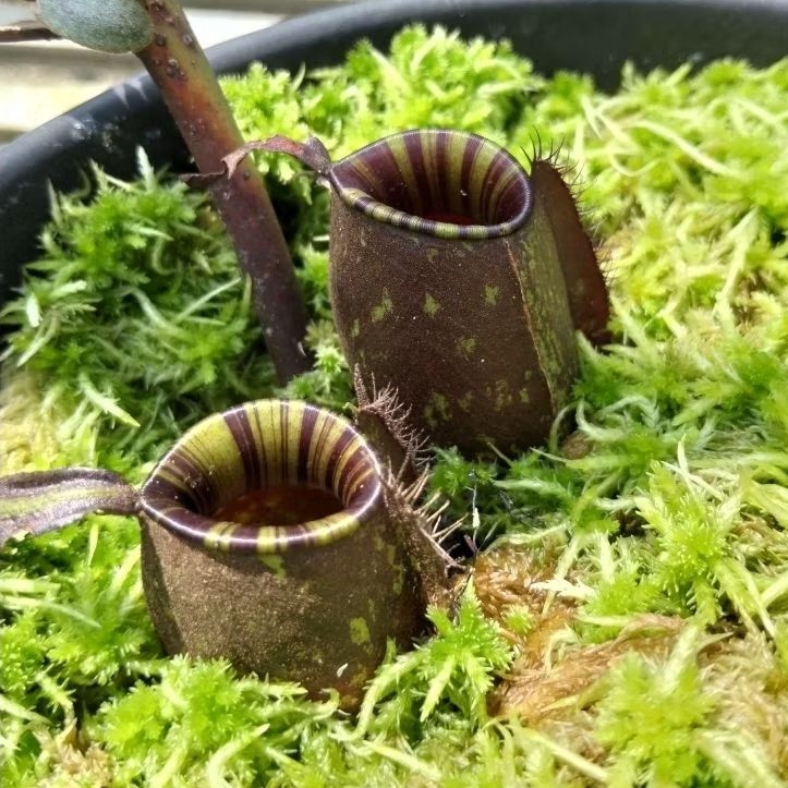 Nepenthes Ampullaria Poyi (Rosette)