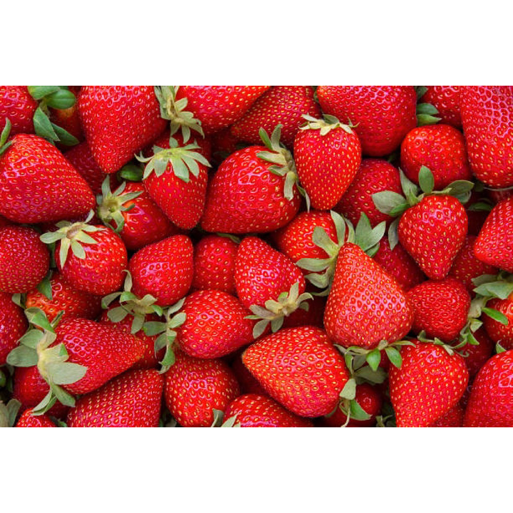 Strober Segar Premuim