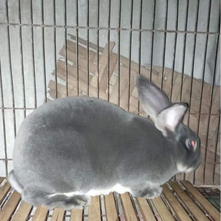 Kelinci Rex Pure Bulu Karpet Jantan 6 bulan blue otter