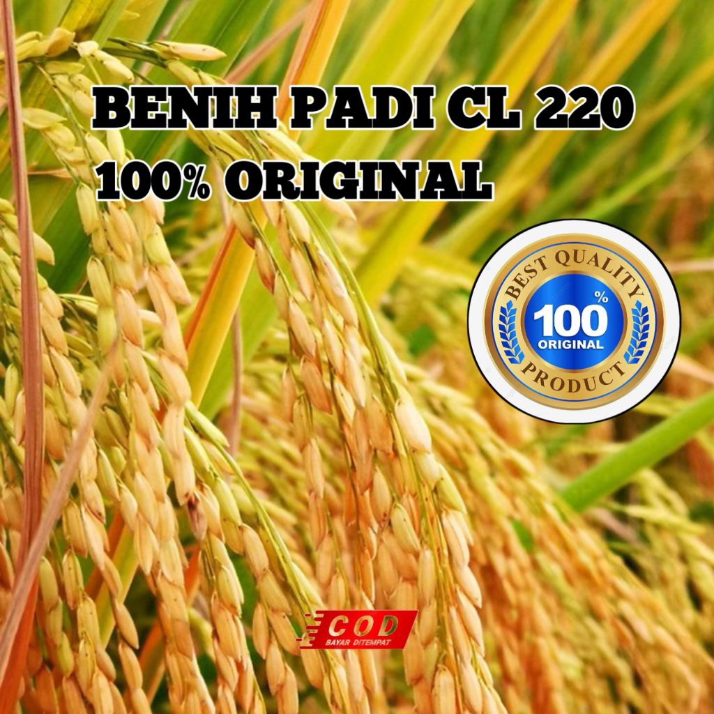 (5KG)BENIH PADI CL 220
