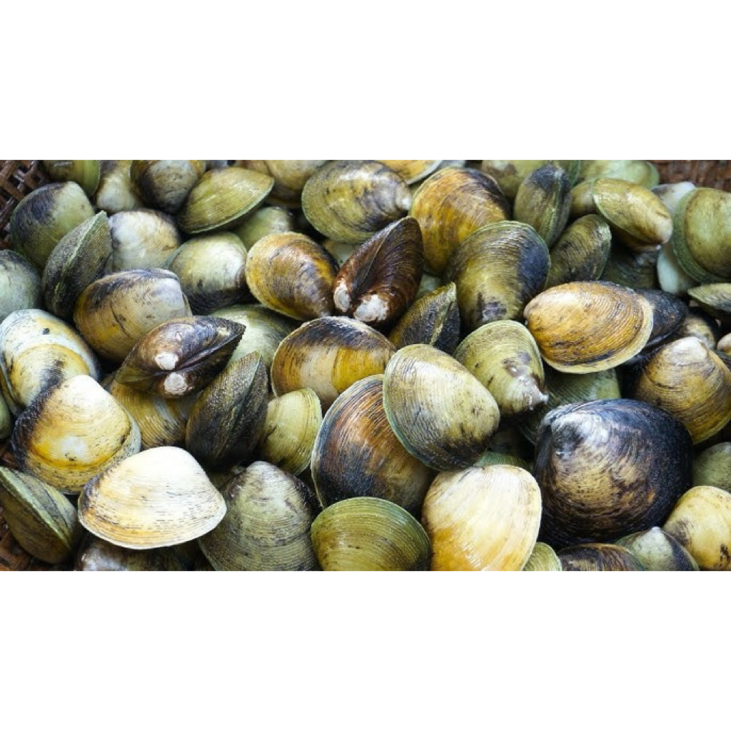 Kerang Totok Jimbaran 1 Kilo