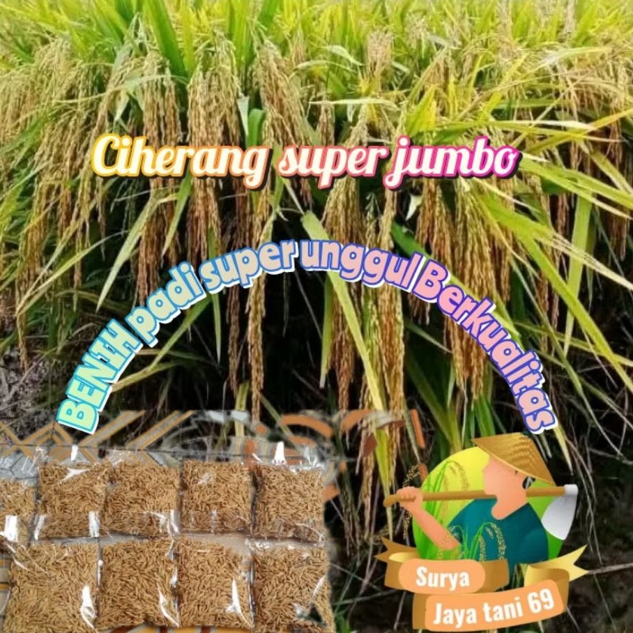 BENIH padi super unggul CIHERANG SUPER JUMBO Kemasan Berkualitas 1Kg