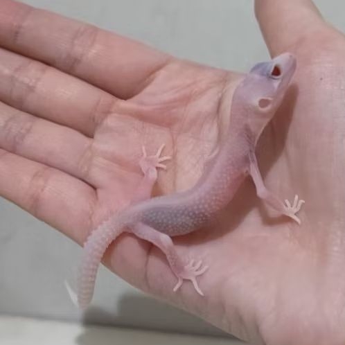 Custom Order Gecko Snow Storm ( JGOB 25-1 )