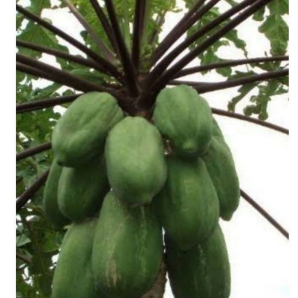 50 biji benih pepaya jingga wulung