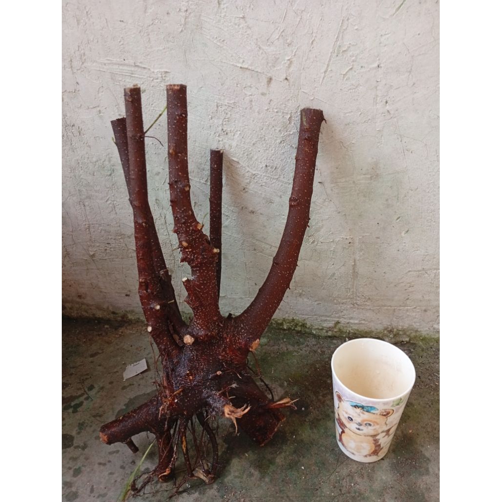 iprik dongkelan beringin iprik fresh bahan bonsai