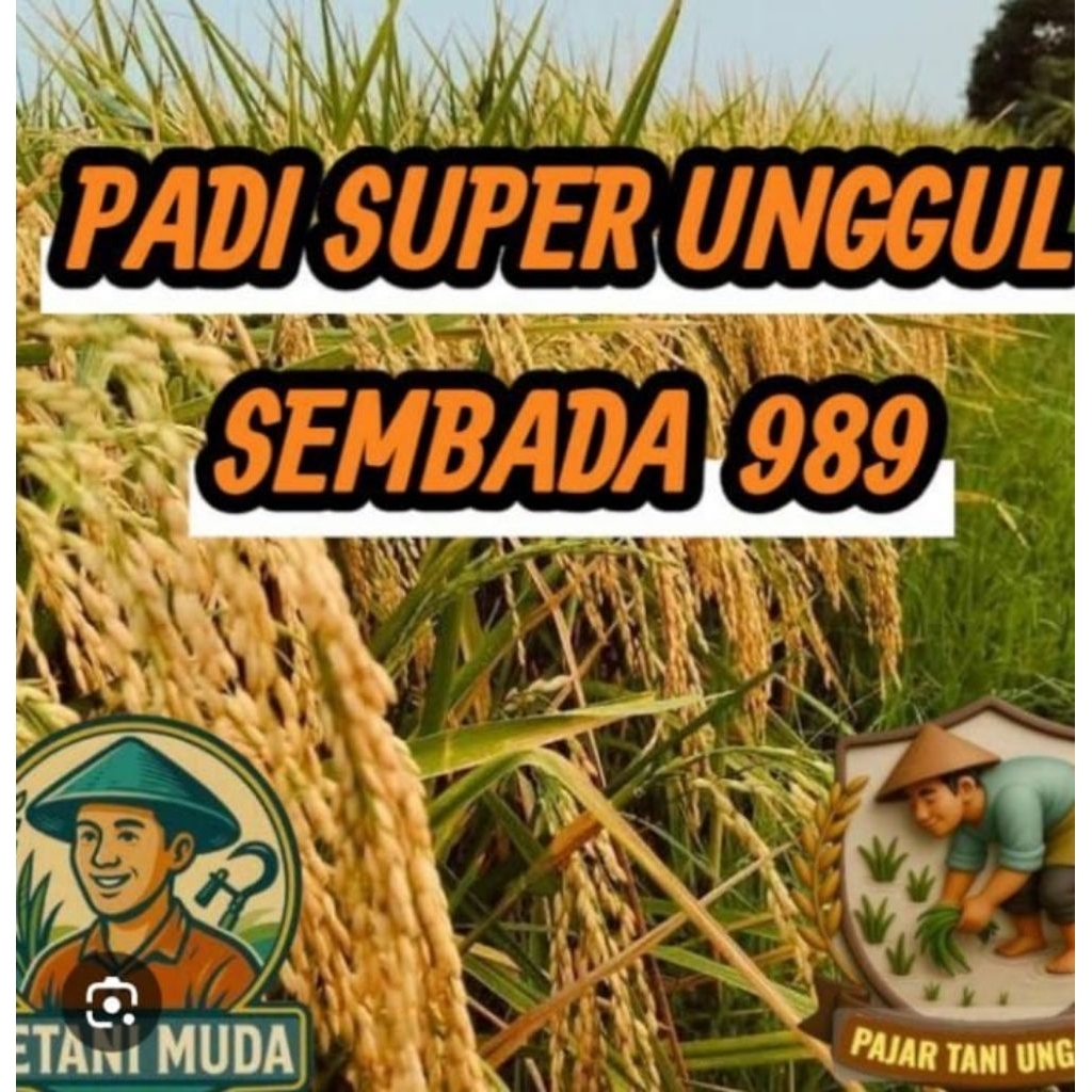 Benih Bibit padi sembada 989 kemasan 1 kg
