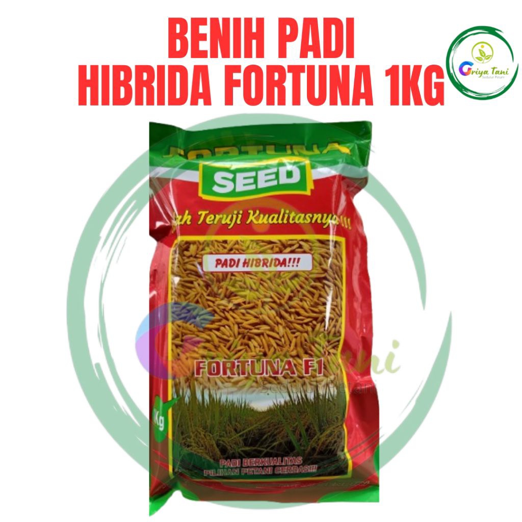 Benih Padi Hibrida Fortuna F1 1Kg Padi Fortuna Seed