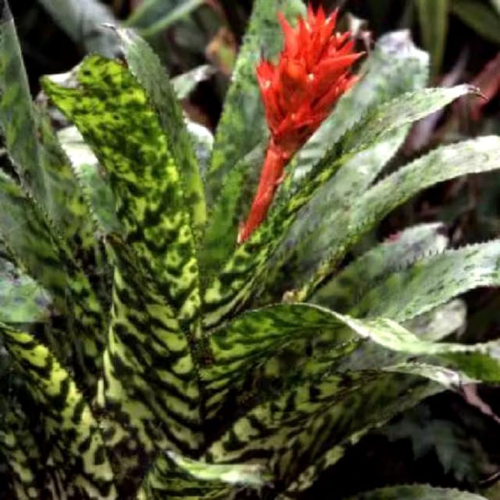 Tanaman Hias Bromelia achmea corriea / Bromelia tiger