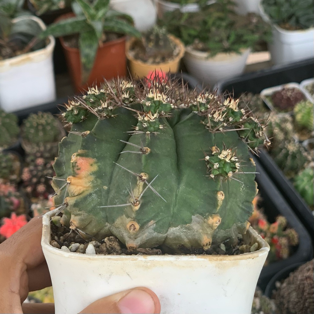 Gymnocalycium mihanovichii hybrid cluster jumbo ( gymno miha kaktus tanaman hias hidup gurun