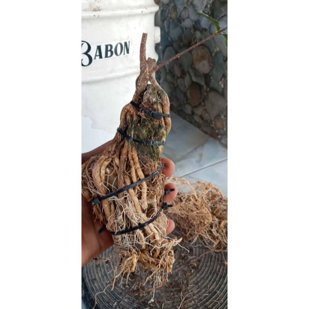 Bahan Bonsai sakura mikro.