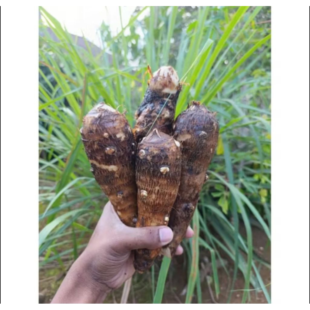 Talas Gajah Segar 1Kg – Umbi Talas Gajah Super Fresh, Talas Gajah Besar Berkualitas, Umbi Talas