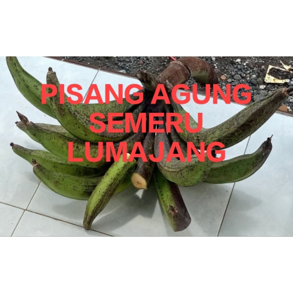 Bibit / Bonggol / Bungkil Pisang Agung / tanduk Asli Lumajang (Promo) sebesar lengan perbiji buahnya
